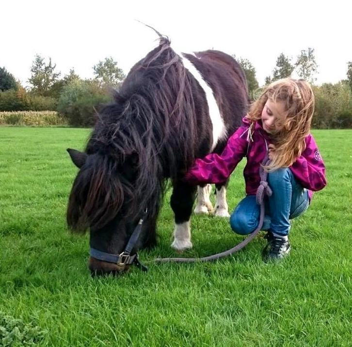 Twee lieve shetlanders merrie en ruin, Dieren en Toebehoren, Pony's, Meerdere dieren, A pony (tot 1.17m)