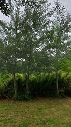 ratelpopulier boom 5 meter hoog, Tuin en Terras, Planten | Bomen, Overige soorten, Zomer, 400 cm of meer, Ophalen