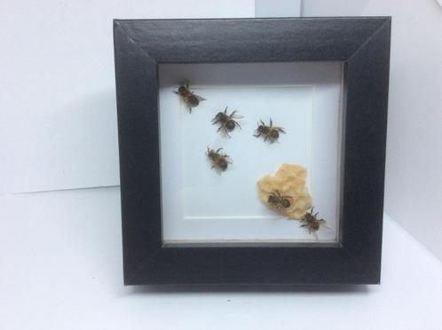 insekt bijen en honingraad, Dieren en Toebehoren, Insecten en Spinnen, Bijen