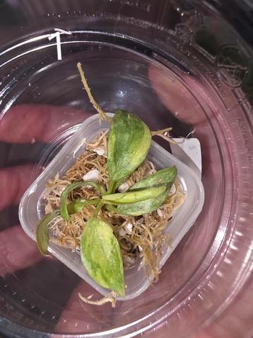 Philodendron Gloriosum Tricolor TC beschikbaar voor biedingen