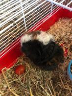 Jong cavia mannetje (alpaca x peruvian), Dieren en Toebehoren, Knaagdieren, Juni, Mannelijk, Cavia