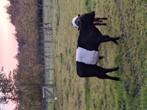 Stamboek zwart lakenvelder stier kalf, Dieren en Toebehoren, Runderen, Mannelijk