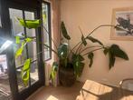 Hele mooie grote plant, Huis en Inrichting, Kamerplanten, Ophalen, Halfschaduw, 200 cm of meer