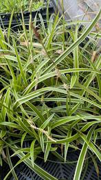 Carex morowii ice dance, Tuin en Terras, Ophalen, Siergrassen, Halfschaduw