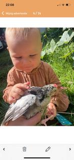 Gratis haantjes, Dieren en Toebehoren, Pluimvee, Mannelijk, Kip