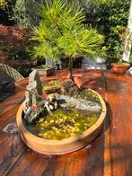 Bonsai rode den 10 jr 35cm in landschapschaal, Eén persoon