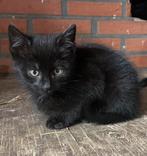 Lieve kittens, gewend aan hond, Dieren en Toebehoren