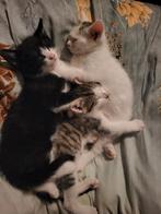 Kittens 7 Weken Oud, Dieren en Toebehoren, Katten en Kittens | Raskatten | Korthaar, Meerdere dieren, Met stamboom, 0 tot 2 jaar