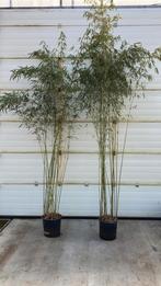 grote bamboe Fargesia Robusta campbell lengte 300/450cm, Ophalen, Bloeit niet, Overige soorten, 400 cm of meer
