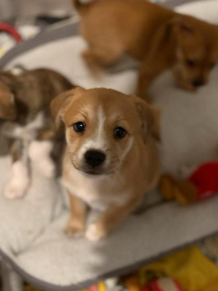 PUPS NOG 2 OVER!, Dieren en Toebehoren, Honden | Niet-rashonden, Middel, Meerdere dieren, Particulier, Meerdere, Nederland, 8 tot 15 weken