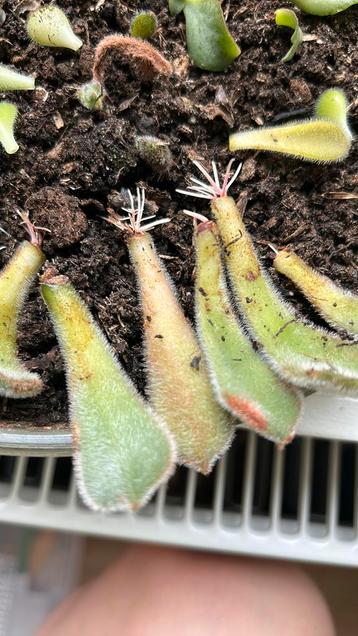 Echeveria setosa stekken beschikbaar voor biedingen