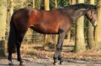 Super lieve KWPN merrie, Dieren en Toebehoren, Paarden, Merrie, Springpaard, Gechipt, Niet van toepassing