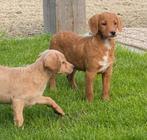 Maltipoo/cockapoo  pups, Dieren en Toebehoren, Honden | Chihuahua's en Gezelschapshonden, Nederland, Overige rassen, 8 tot 15 weken