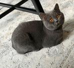 Ervaren britse korthaar dekkater. Niet te koop.!, Dieren en Toebehoren, Katten en Kittens | Raskatten | Korthaar, Kater, Gechipt