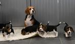 Prachtige Beagle pups, Dieren en Toebehoren, Honden | Beagles, Bassets en Lopende honden, Beagle, CDV (hondenziekte), 8 tot 15 weken