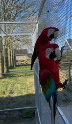 Koppel groenvleugel ara aras, Meerdere dieren, Papegaai, Geringd