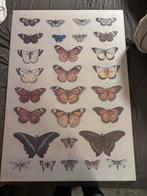 Poster Vlinders 70x100 cm, Ophalen of Verzenden, Nieuw