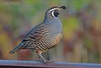 Calliforni kuifkwartel, Dieren en Toebehoren, Vogels | Overige Vogels, Meerdere dieren, Tropenvogel