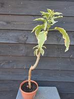 Brugmansia 'Katrin Bonte' - Engelentrompet (nr 3), Ophalen, Zomer, Volle zon
