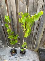 Biologische witte druif Vitis Vinifera, Tuin en Terras, Planten | Tuinplanten, Ophalen, Volle zon, Vaste plant, Zomer