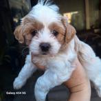 F1 maltipoo x toy poedel  kleine, Poedel, CDV (hondenziekte), 8 tot 15 weken, Meerdere dieren