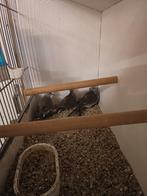 Bonte diamantduiven, Dieren en Toebehoren, Vogels | Overige Vogels, Meerdere dieren, Geringd