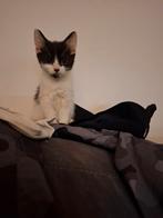 Schattige kittens (moeten weg) teab