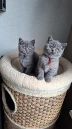 Prachtige Brits korthaar kittens met stamboom, Dieren en Toebehoren, Katten en Kittens | Raskatten | Korthaar, Meerdere dieren
