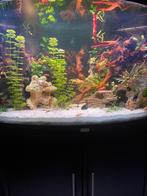 Mooie Trigon Juwel hoek aquarium te Koop!, Ophalen, Zo goed als nieuw, Sierelement