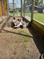 Bergeenden., Dieren en Toebehoren, Meerdere dieren, Eend