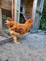 New hampshire haan, Dieren en Toebehoren, Pluimvee, Mannelijk, Kip
