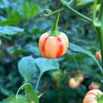 Peppapeach Stripey - Peper zaden, Tuin en Terras, Verzenden, Volle zon, Zaad
