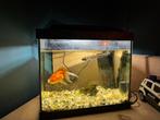 Aquarium superfish, Dieren en Toebehoren, Ophalen, Zo goed als nieuw, Leeg aquarium