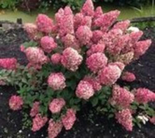 Hydrangea pan. Sundae Fraise 30/40 in een 3 liter pot, Tuin en Terras, Planten | Tuinplanten, Overige soorten, Halfschaduw, Ophalen