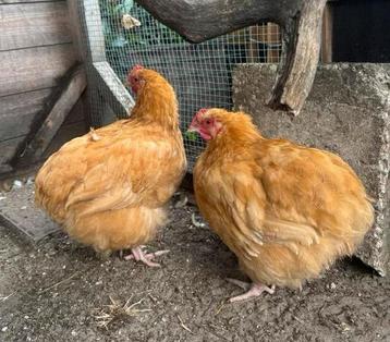 Orpingron kriel. buff haantjes beschikbaar voor biedingen