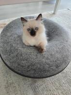 Ragdoll kater kitten, Kater
