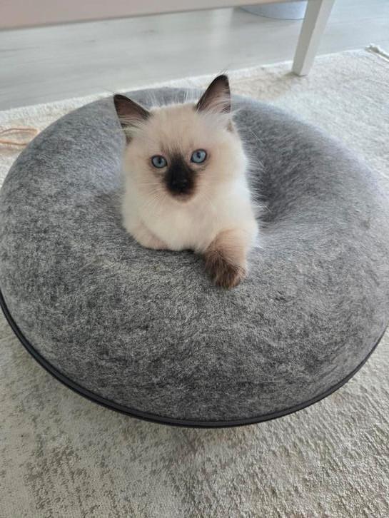 Ragdoll kater kitten, Dieren en Toebehoren, Katten en Kittens | Raskatten | Langhaar, Kater