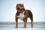 American bully dek reu super exclusieve bloedlijn getest!, Rabiës (hondsdolheid), Buitenland, 1 tot 2 jaar, Reu