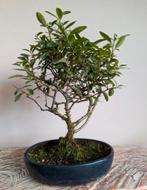 Pyracantha Bonsai, Bloeit niet, Halfschaduw, Minder dan 100 cm, Overige soorten