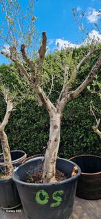Erg grote zware olijfboom 2.5m hoog, Tuin en Terras, Bloeit niet, Olijfboom, 250 tot 400 cm, Ophalen