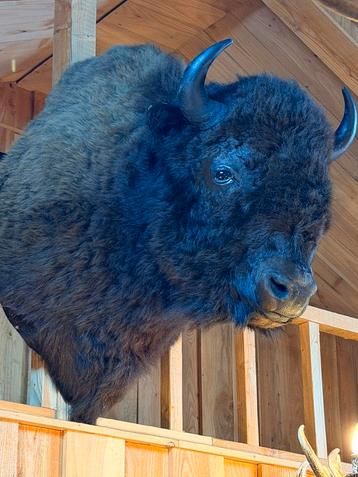 Prachtige opgezette Bizon opgezet taxidermie nieuw beschikbaar voor biedingen