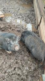 GRATIS 2 super lieve hangbuik zwijntjes, Meerdere dieren, Varken, 0 tot 2 jaar