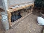 dwergkonijnen, Dieren en Toebehoren, Meerdere dieren, Dwerg, 0 tot 2 jaar