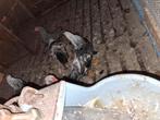 Hanen, Dieren en Toebehoren, Overige soorten