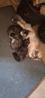 Kruising, Dieren en Toebehoren, Katten en Kittens | Raskatten | Korthaar, Poes