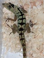 Anolis roquet salinei (koppel) Houten 1 juni, Hagedis