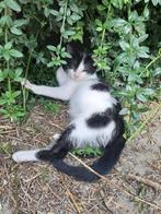 Boerderij kittens, Dieren en Toebehoren, Katten en Kittens | Overige Katten, Meerdere dieren, Kortharig, 0 tot 2 jaar