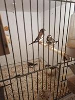 3 japanse meeuwen, Dieren en Toebehoren, Vogels | Kanaries, Meerdere dieren, Kleurkanarie