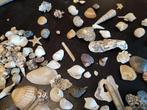 schelpen uit de zee, Verzamelen, Mineralen en Fossielen, Schelp(en), Ophalen of Verzenden