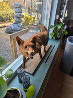 Geprepareerde vos taxidermie, Ophalen